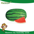 Suntoday längliche grüne Eisbahn Gemüse Hybrid F1 organische rote Wassermelone karminrote süße Samen Pflanzer Züchter Sudan